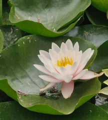 Nufăr roz (Nymphaea ) (DISPONIBIL din mai 2026)