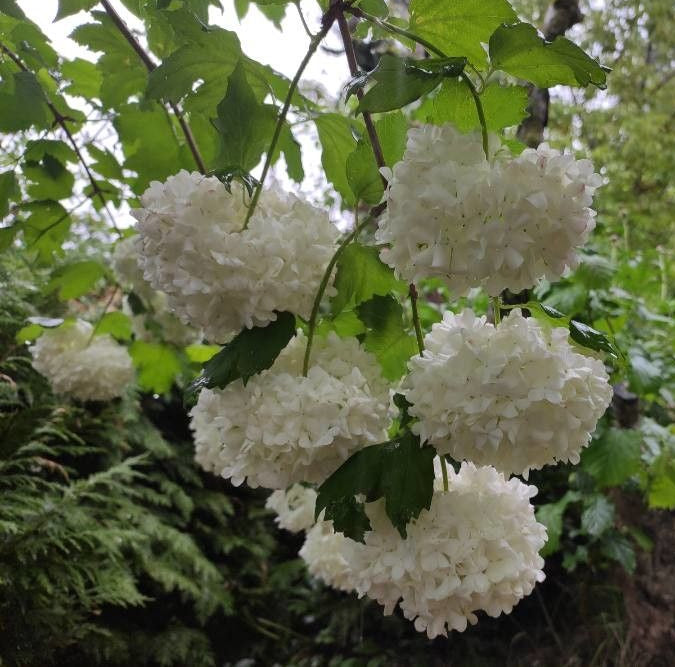 Călin / Bulgăre de zăpadă (Viburnum opulus)