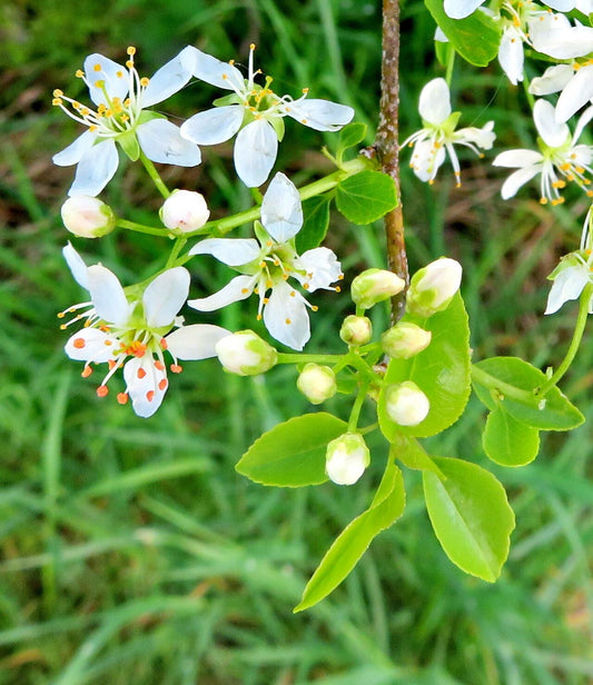 Vișin turcesc (Prunus mahaleb)