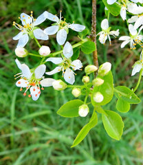 Vișin turcesc (Prunus mahaleb)