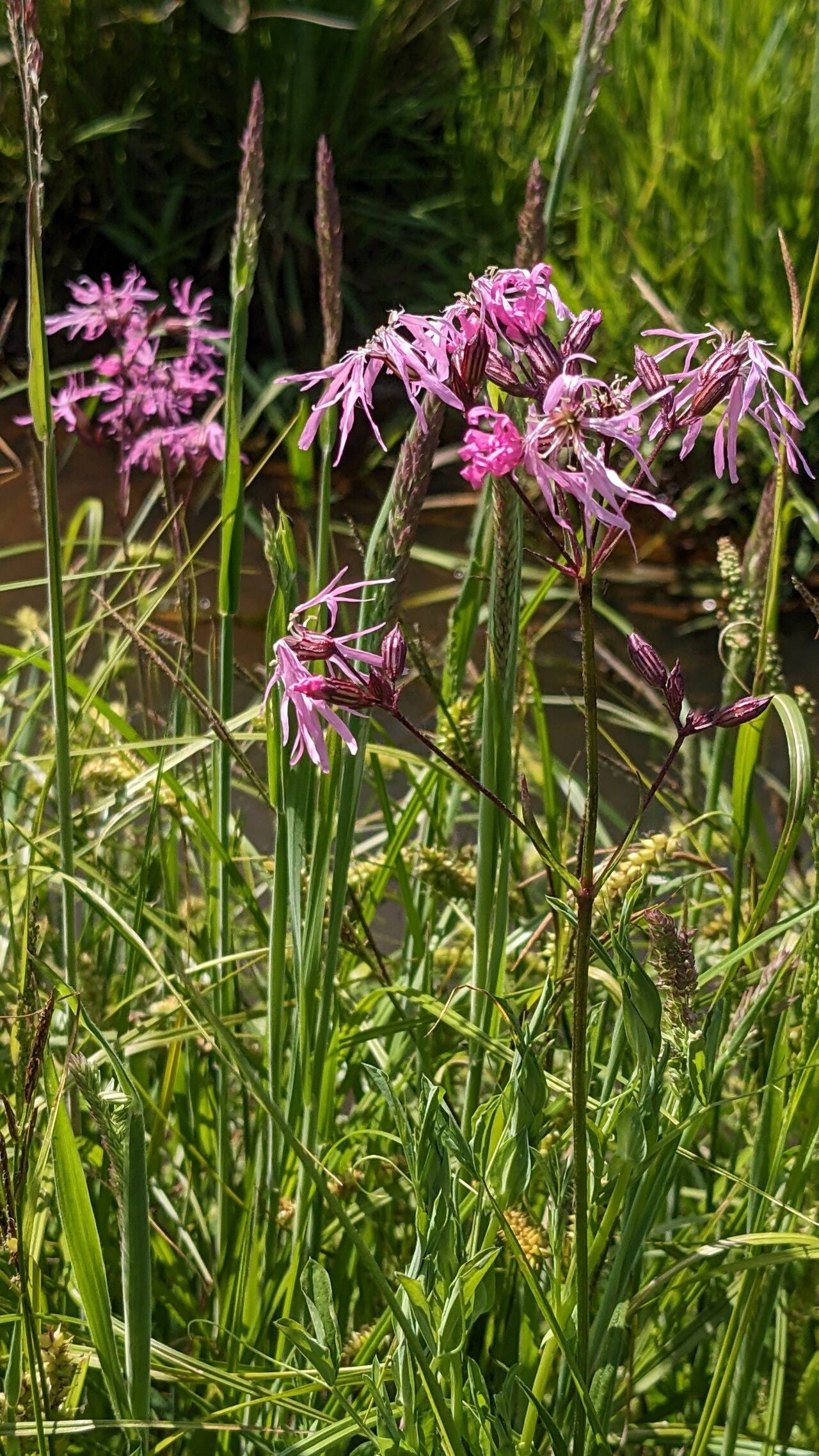 Floarea cucului / Cuculuiță (Lychnis / Silene flos-cuculi)