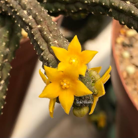 Steaua șerifului cu flori mici (Echidnopsis cereiformis)