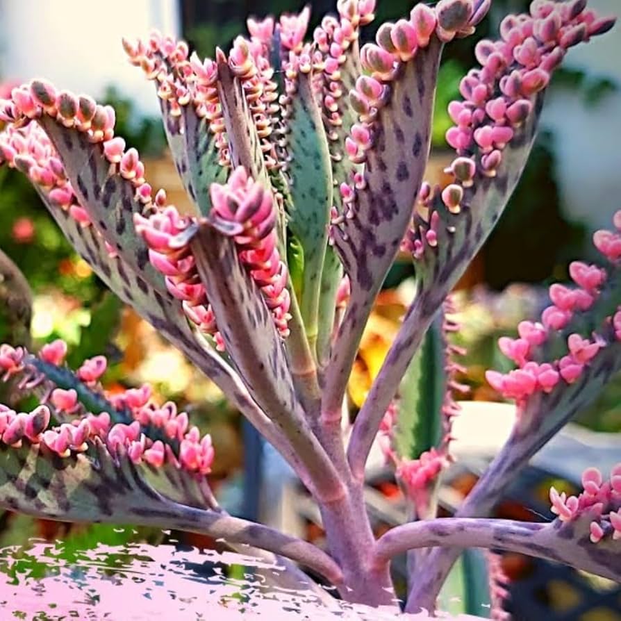 Planta mamă Butterfly (Kalanchoe daigremontiana)
