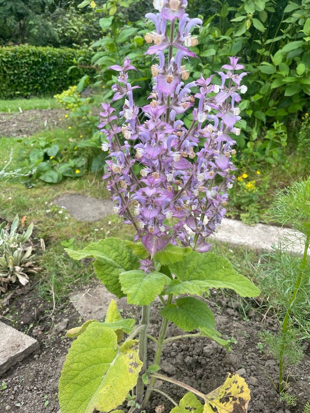 Iarba Sfântului Ioan (Salvia sclarea)