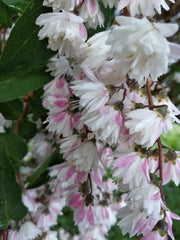 Deutia (Deutzia scabra)