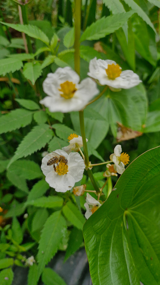 Săgeata apei (Sagittaria latifolia)