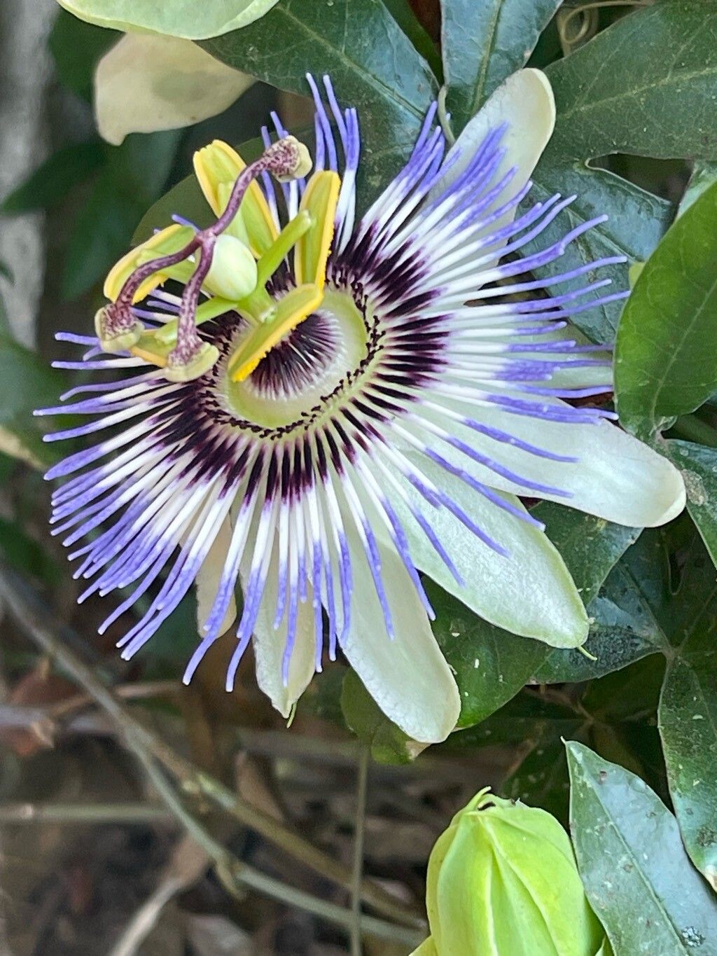 Floarea Pasiunii (Passiflora caerulea)