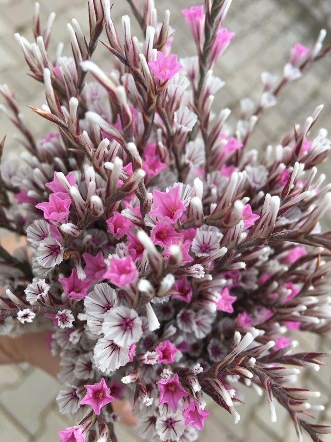 Floarea de Piatră / Statice Tătărească / Sărăturică perenă (Goniolimon tataricum)