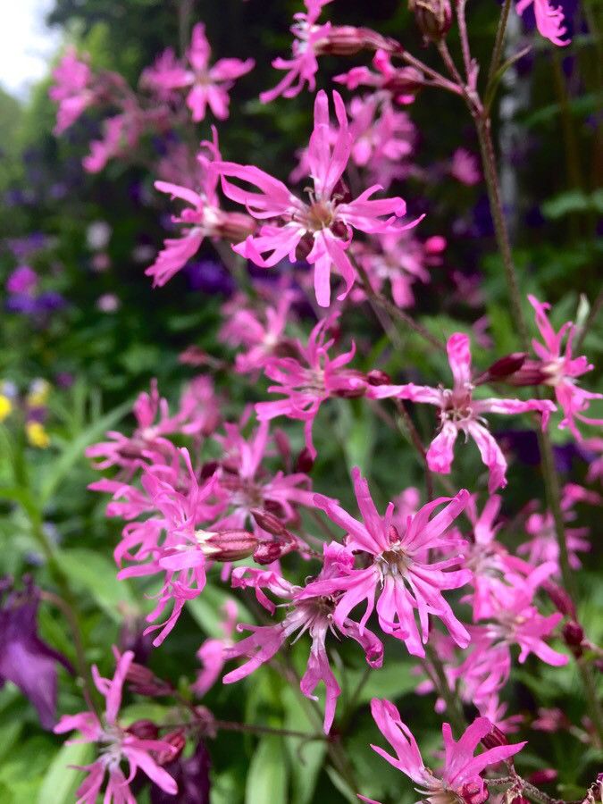 Floarea cucului (Lychnis flos-cuculi)