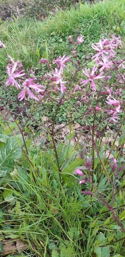 Floarea cucului / Cuculuiță (Lychnis / Silene flos-cuculi)