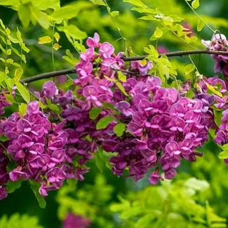 Salcâm cu flori roz (Robinia hispida)