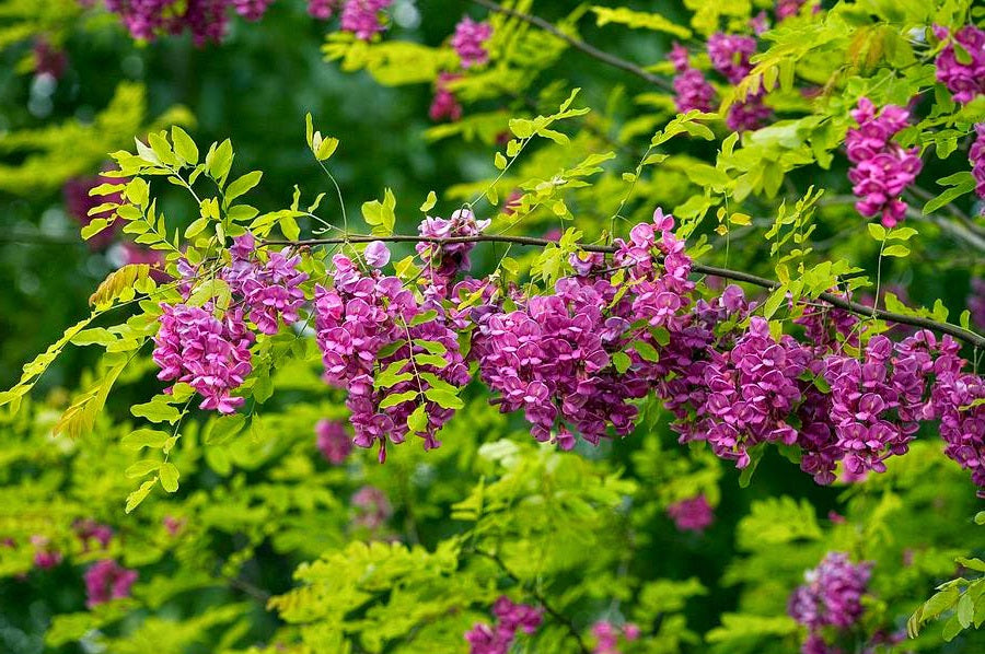 Salcâm cu flori roz (Robinia hispida)