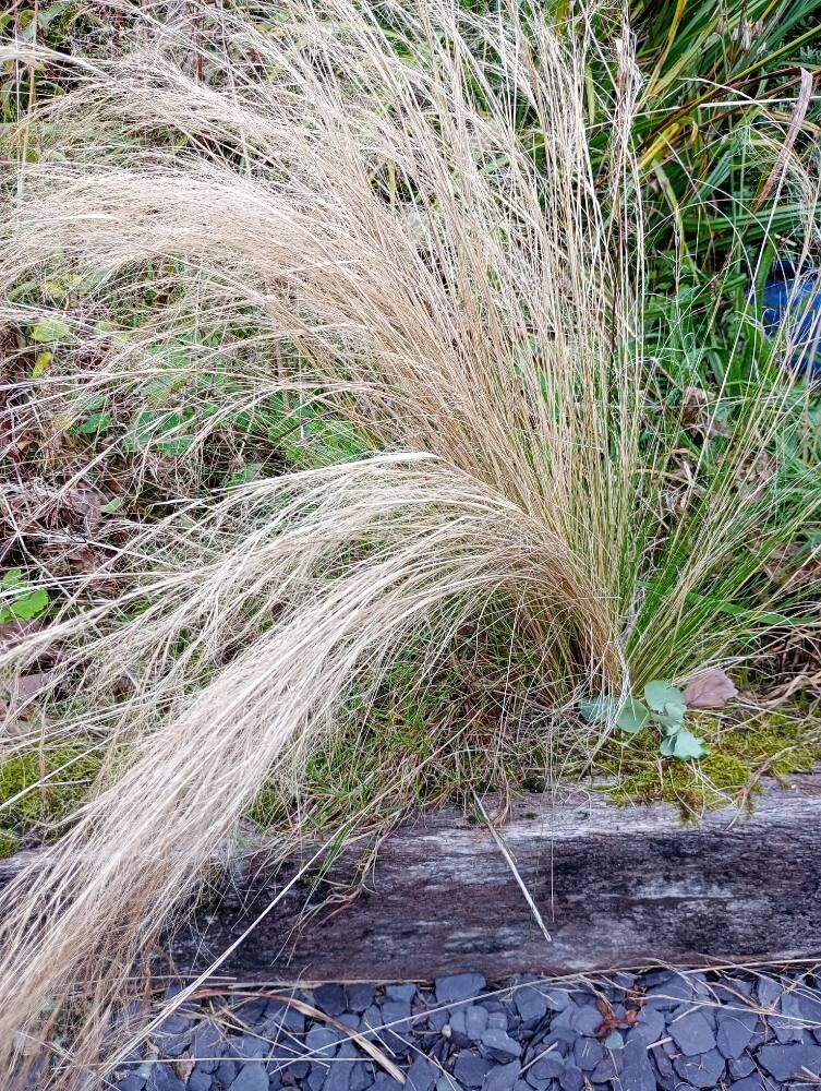 Iarbă coadă de ponei / Poneytail grass (Stipa tenuissima)