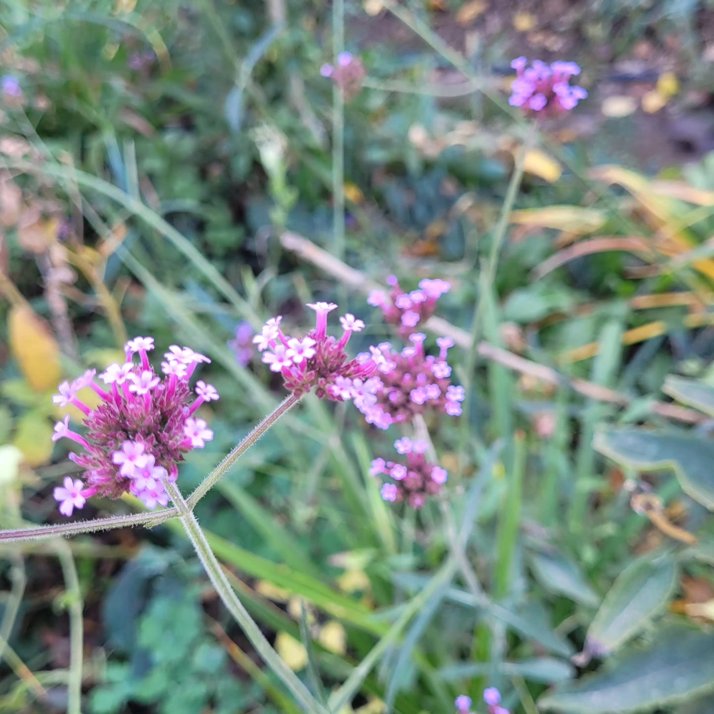 Verbina argentiniană (Verbena bonariensis)