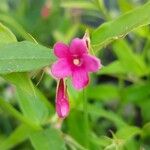 Iasomie roz de munte (Jasminum beesianum)