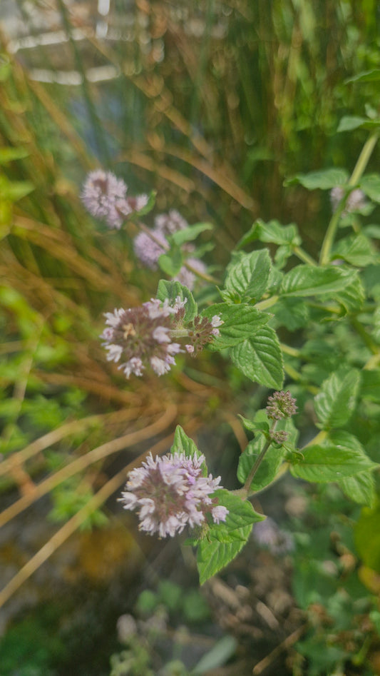 Menta / izma de apă (Mentha aquatica)