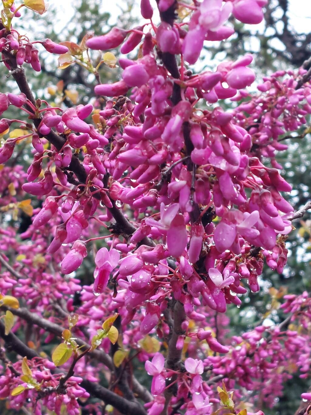 Arborele lui Iuda (Cercis siliquastrum)