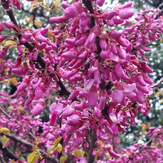 Arborele lui Iuda (Cercis siliquastrum)
