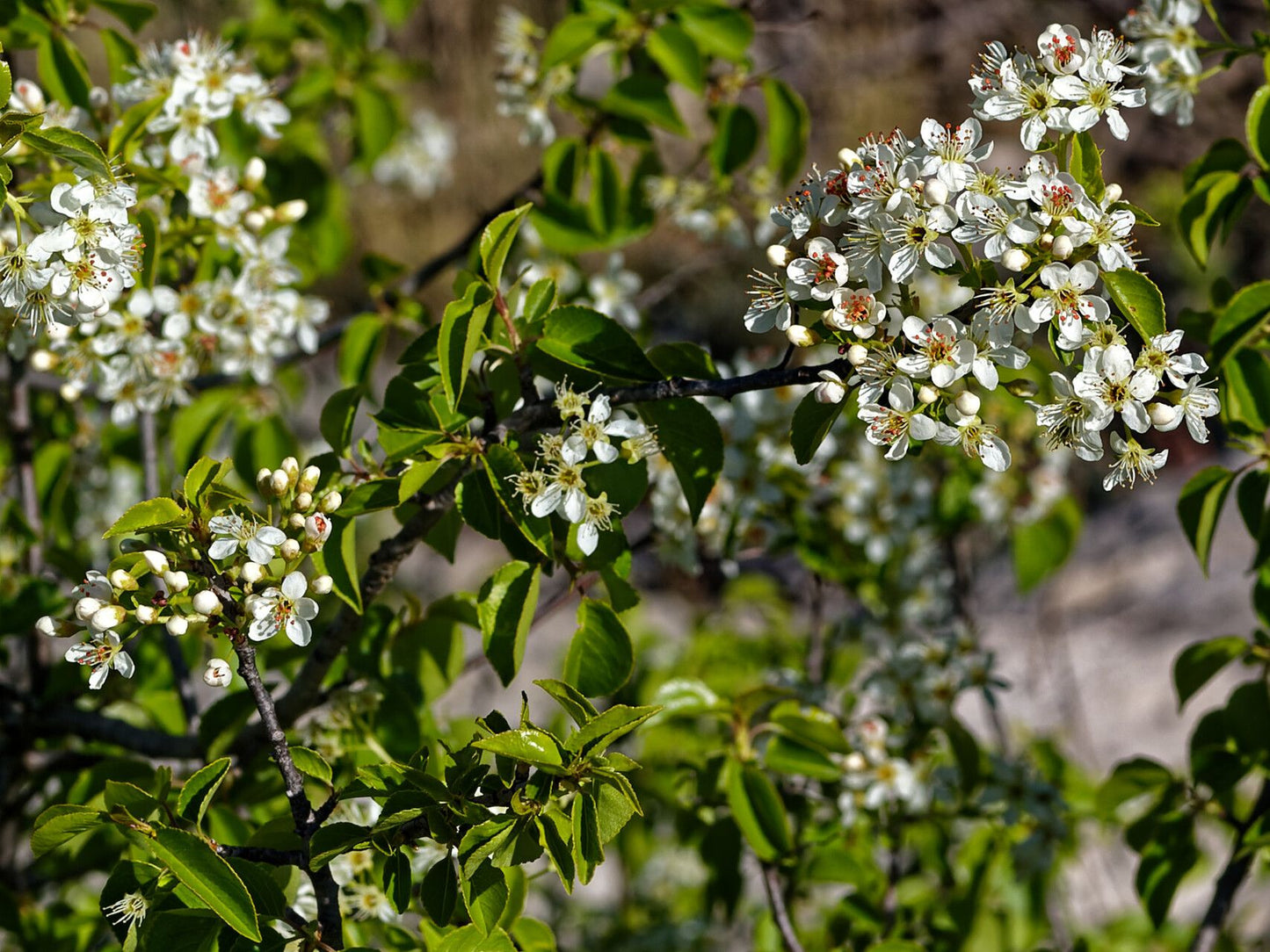 Vișin turcesc (Prunus mahaleb)