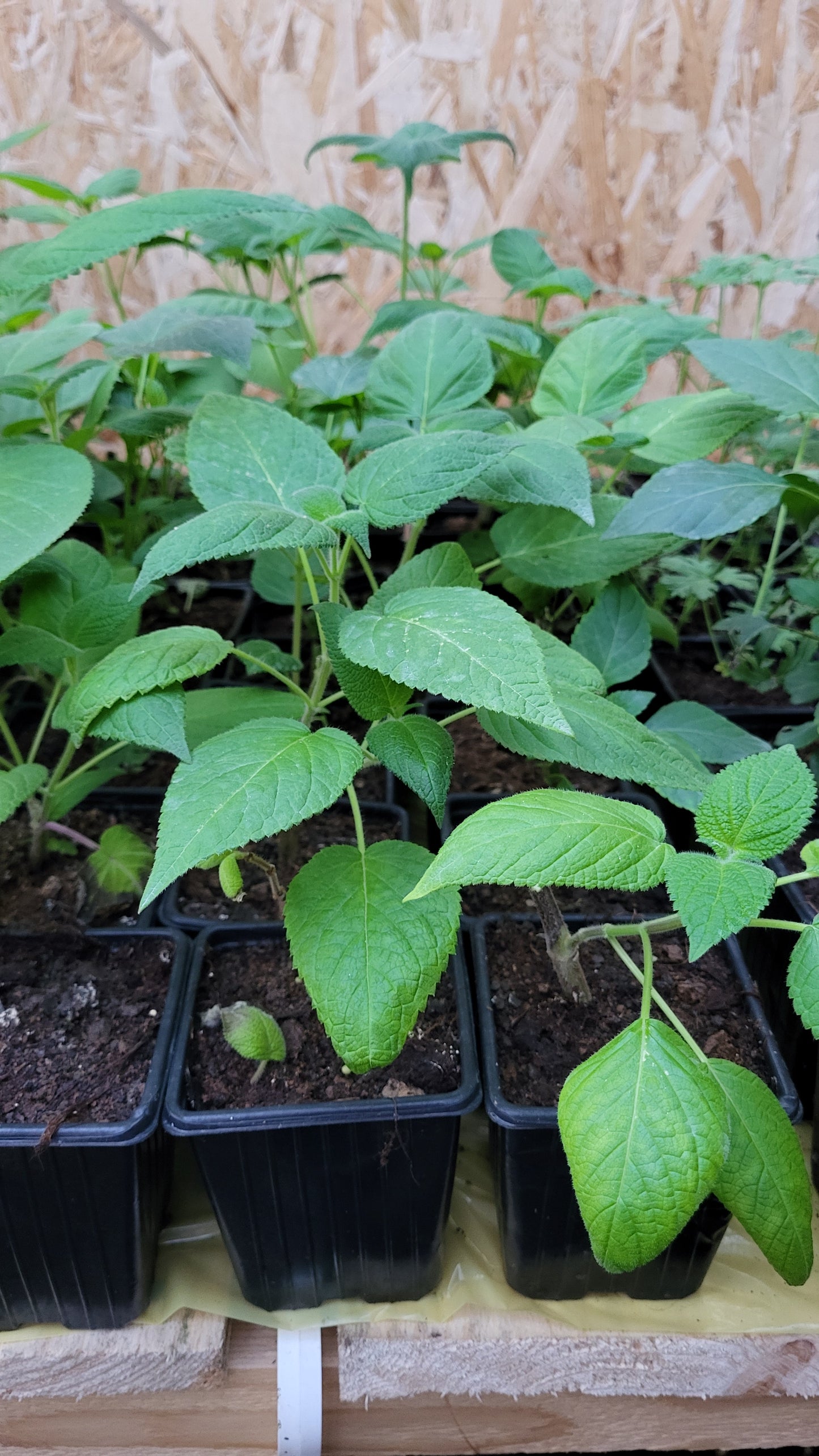 Salvia guaranitica Purple Sensation