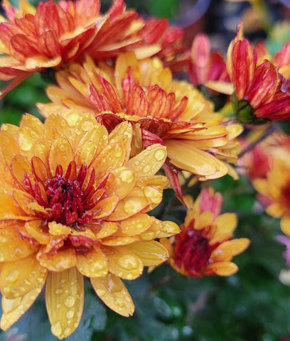 Crizamteme tufănele somon (Chrysanthemum spp.)