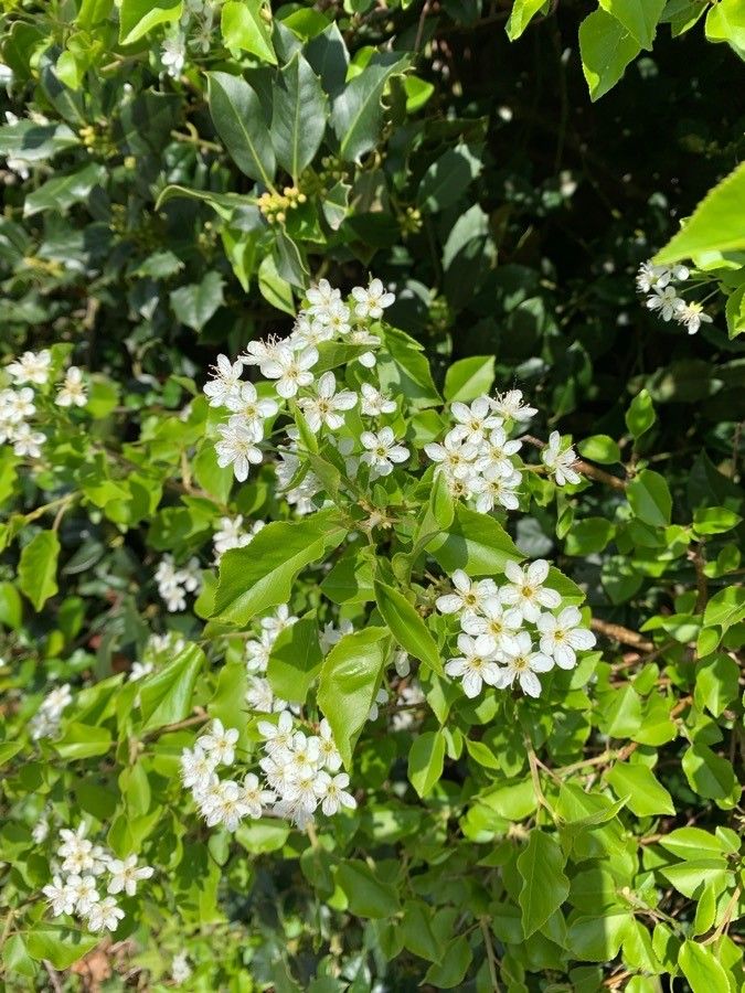 Vișin turcesc (Prunus mahaleb)