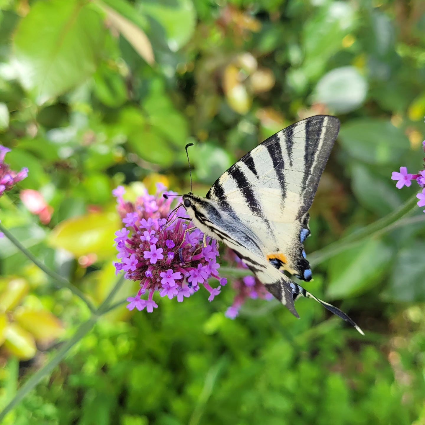 Verbina argentiniană (Verbena bonariensis)