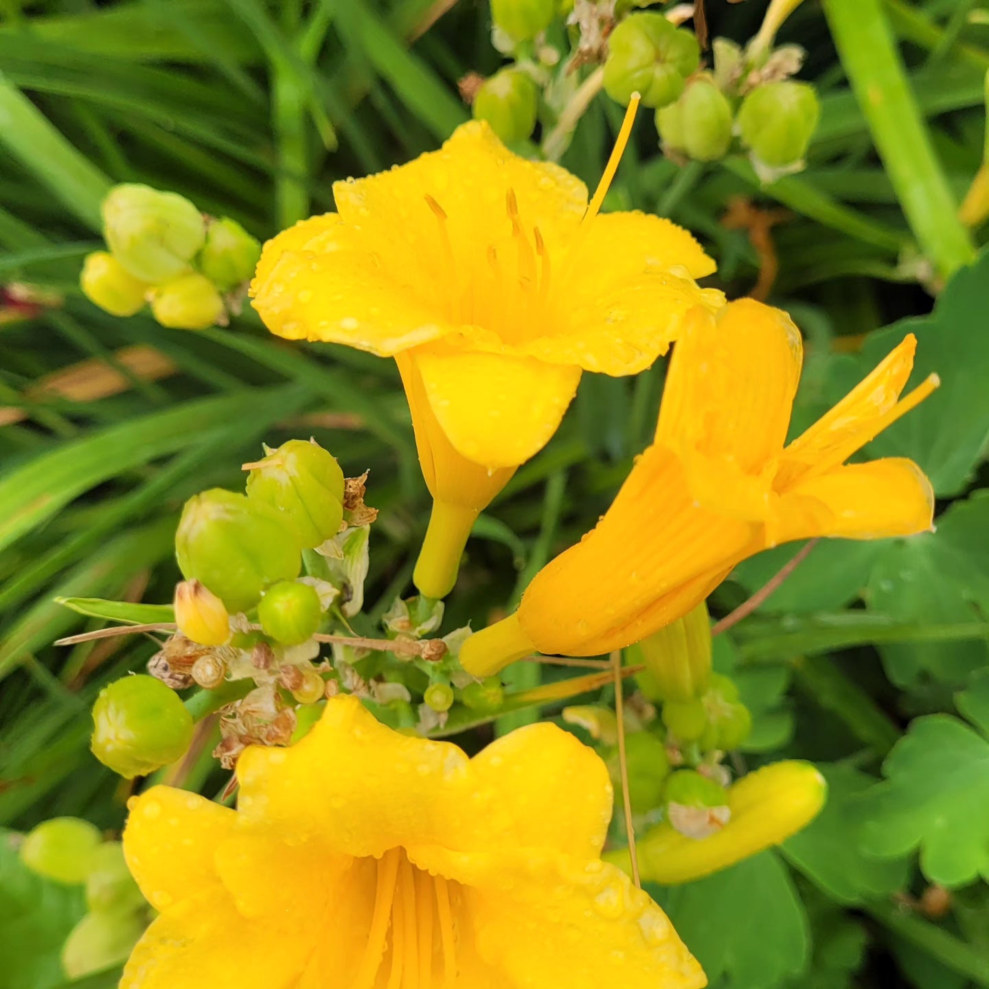 Crini de o zi Stella d'Oro (Hemerocallis)