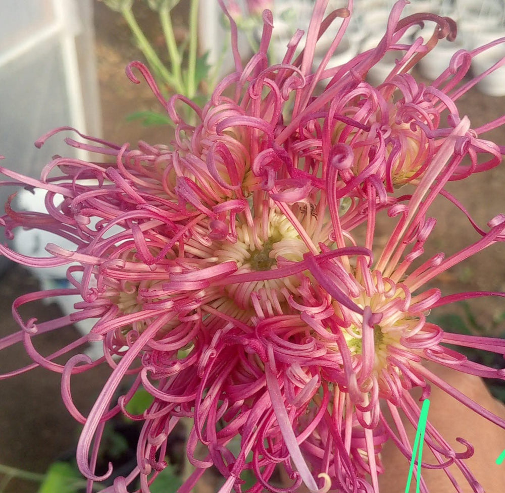Crizamteme păianjen roșu deschis (Chrysanthemum spp.)