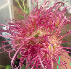 Crizamteme păianjen roșu deschis (Chrysanthemum spp.)