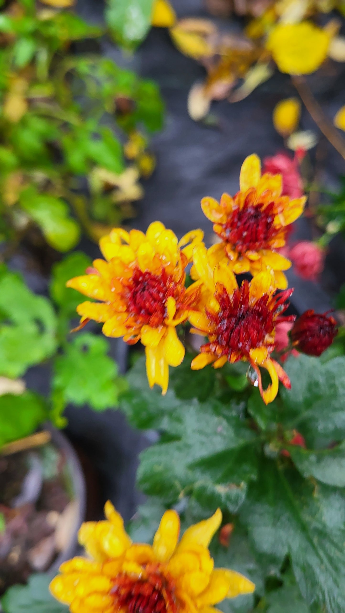 Crizamteme tufănele somon (Chrysanthemum spp.)