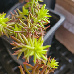 Iarbă grasă galben-roșietică (Sedum acre)