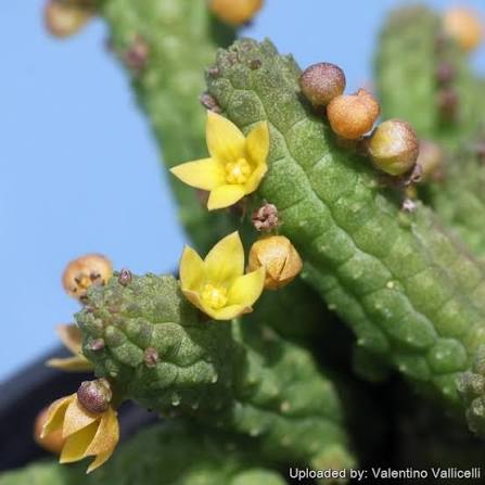 Steaua șerifului cu flori mici (Echidnopsis cereiformis)