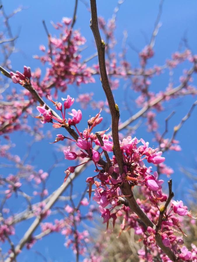 Arborele lui Iuda (Cercis siliquastrum)