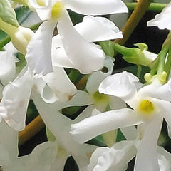 Iasomie stelată veșnic verde (Trachelospermum jasminoides)