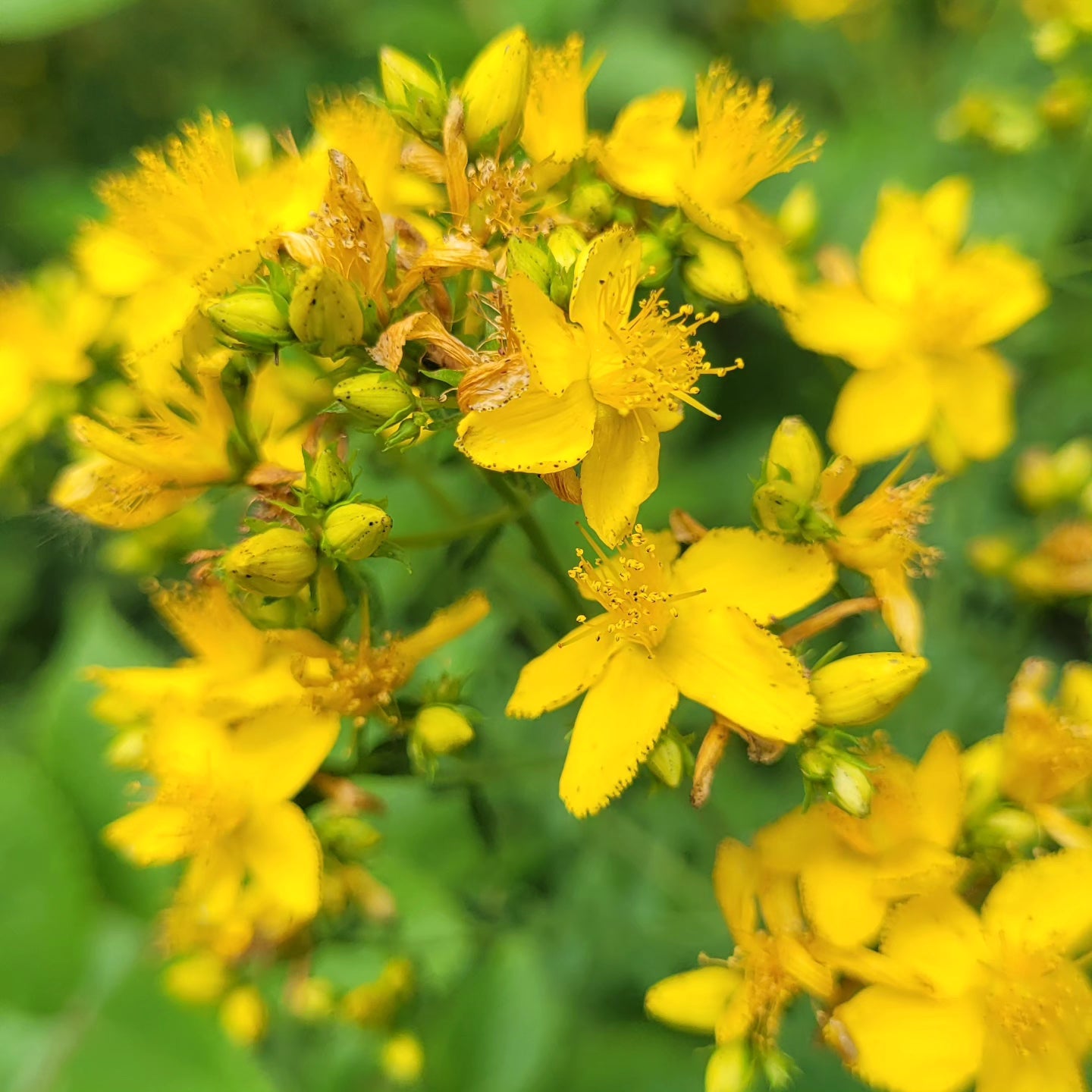 Sunătoarea (Hypericum perforatum)