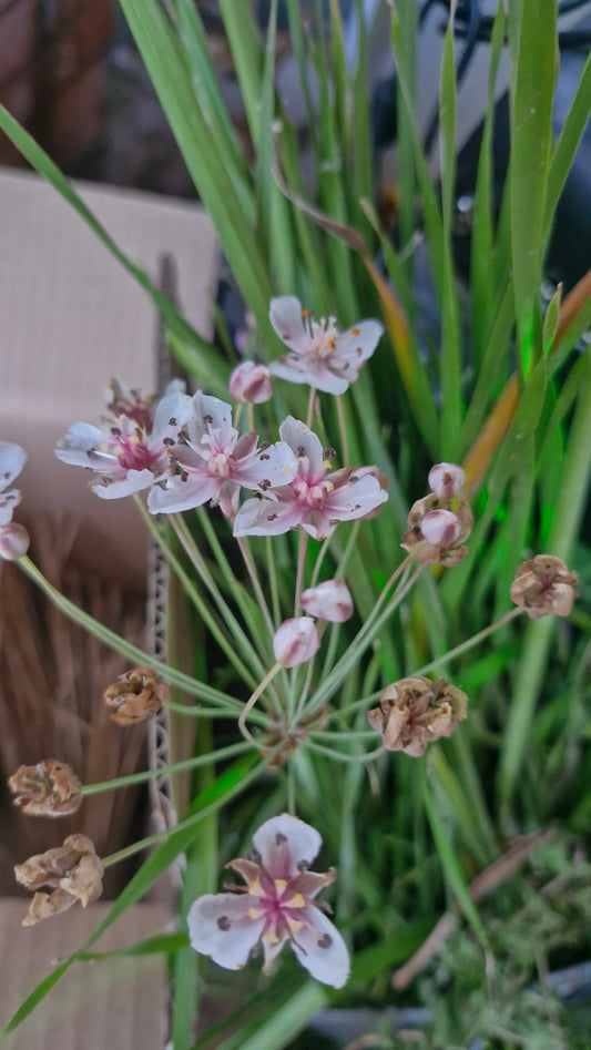 Crinul de baltă (Butomus umbellatus)