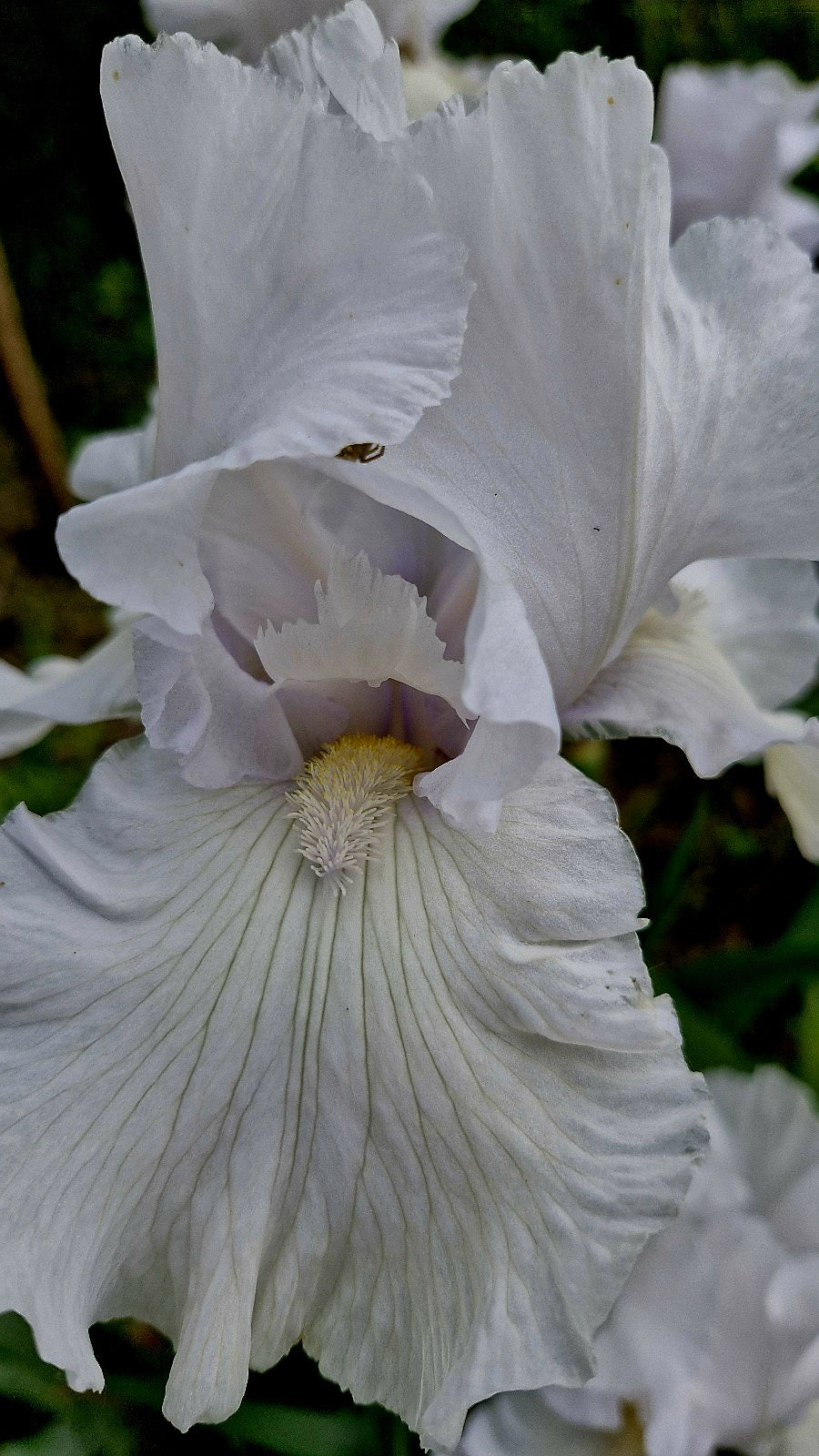 Iris Frison Roche / Stânjenel (Iris germanica)