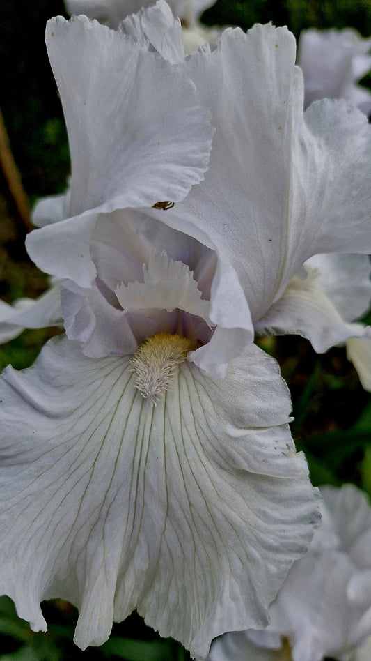 Iris Frison Roche / Stânjenel (Iris germanica)