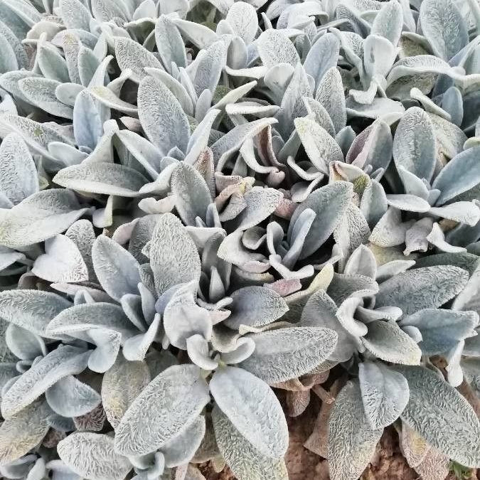 Urechea mielului (Stachys byzantina)