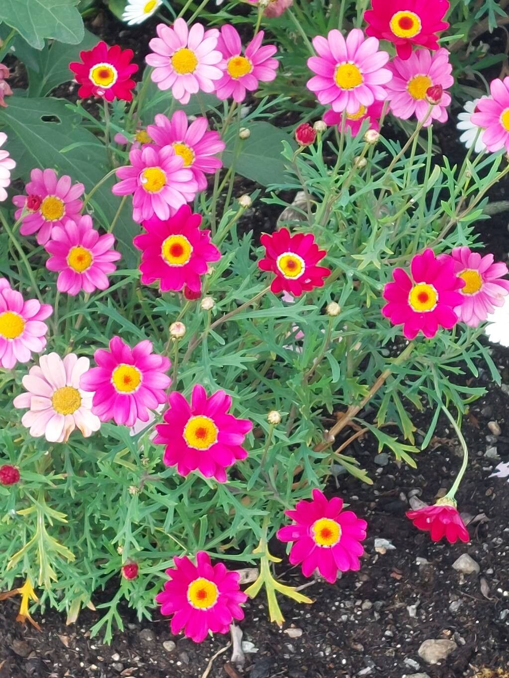 Margarete persane (Tanacetum coccineum) (mix de culori)