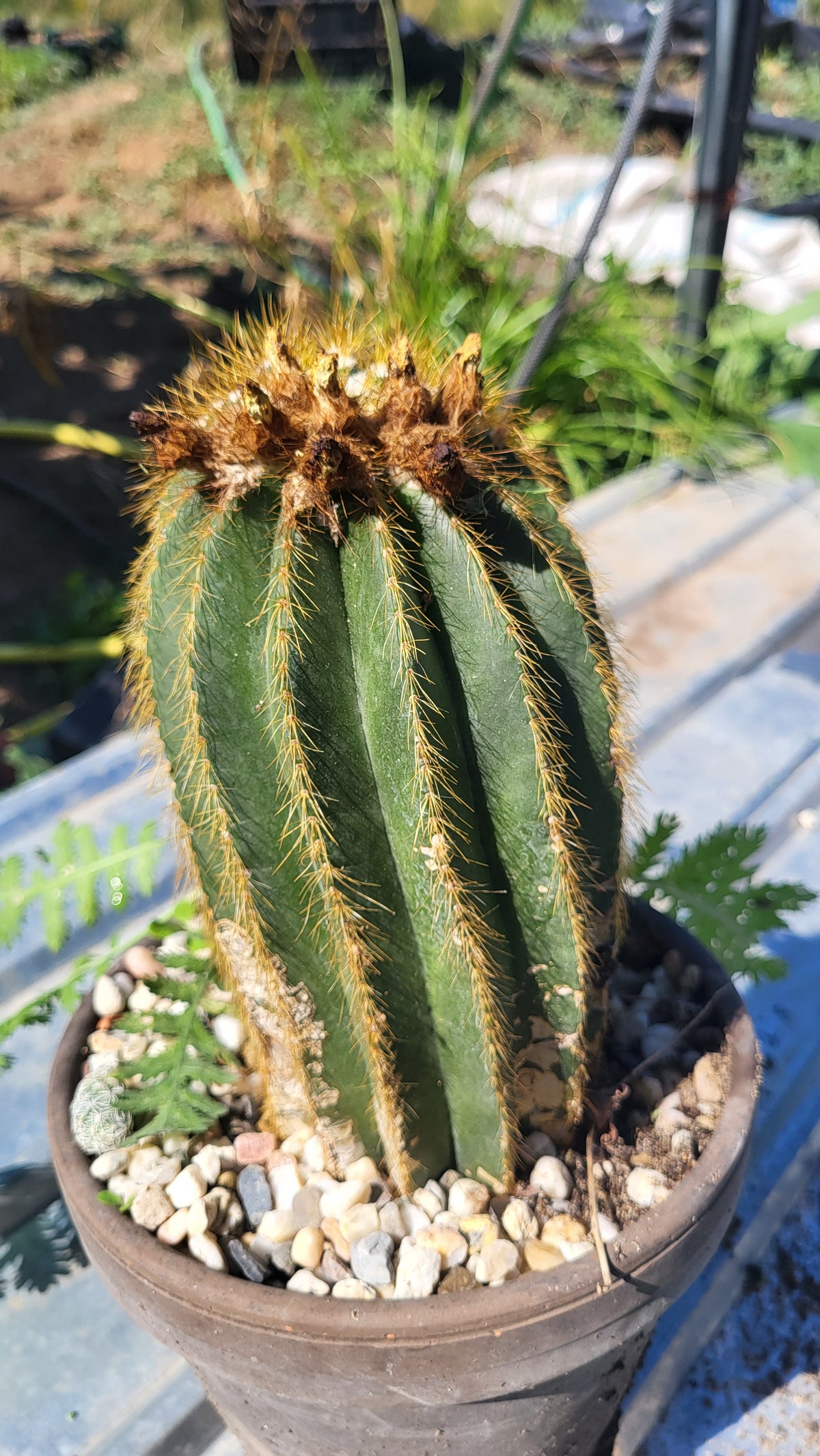 Cactus baloon (Parodia magnifica)