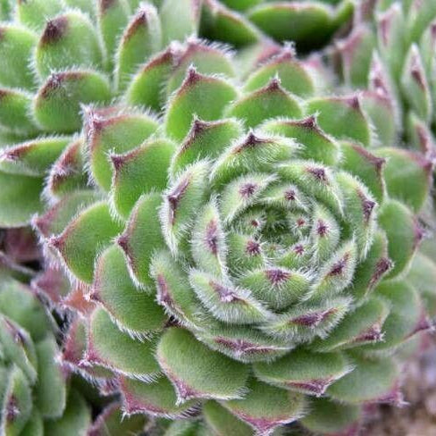 Urechelniță mix (Sempervivum spp.)