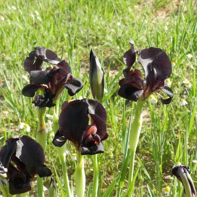 Iris negru (Iris chrysographes) (disponibil din primăvară 2027)