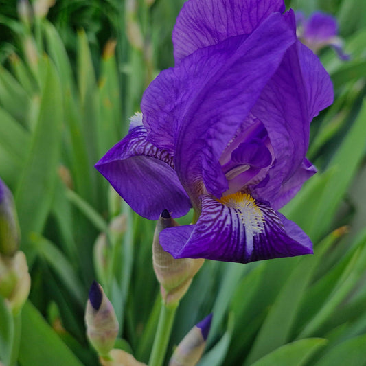 Iris mov cu barbă galbenă / Stânjenel (Iris germanica) (DISPONIBIL DIN AUGUST)