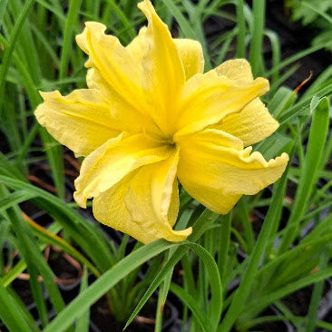 Crini de o zi flori duble Yellow  (Hemerocallis)
