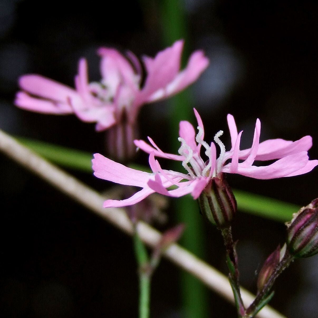 Floarea cucului (Lychnis flos-cuculi)
