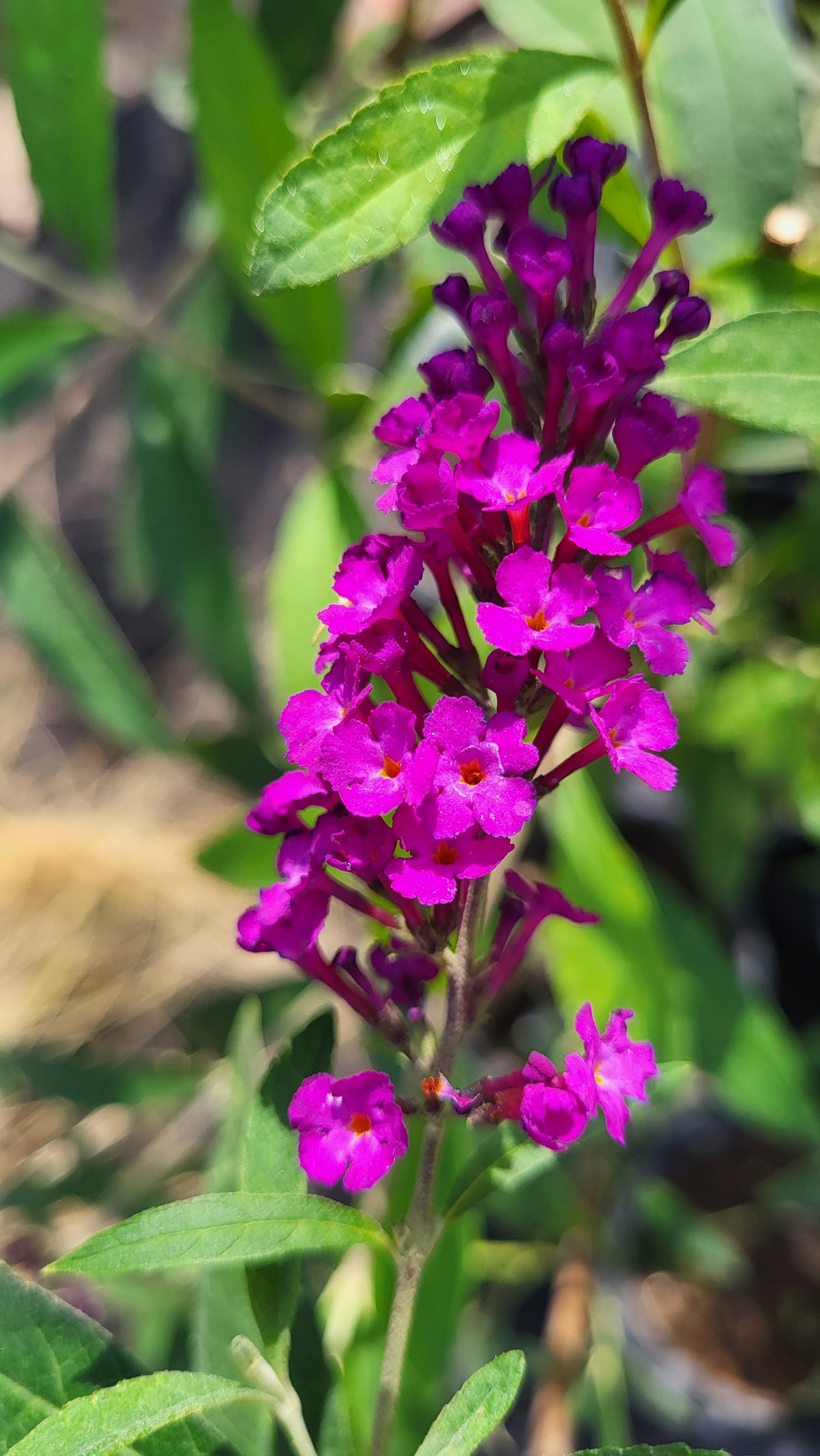 Liliac de vară purpuriu (Budleja davidii)