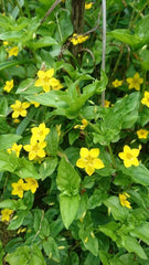 Lămâiță de pădure (Lysimachia nemorum )