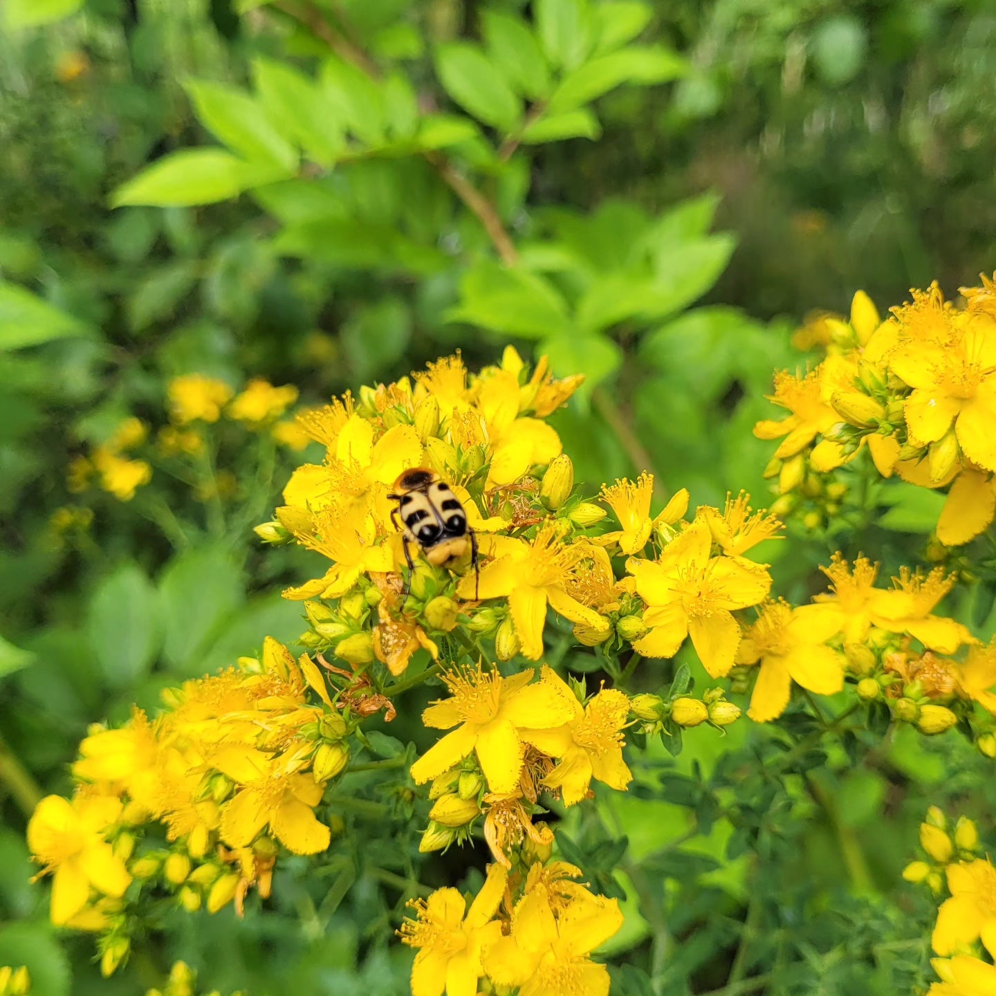 Sunătoarea (Hypericum perforatum)